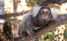 Raiva Transmitida por Sagui