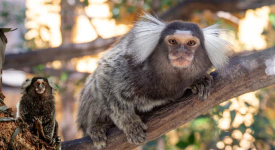 Raiva Transmitida por Sagui