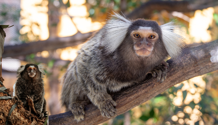 Raiva Transmitida por Sagui